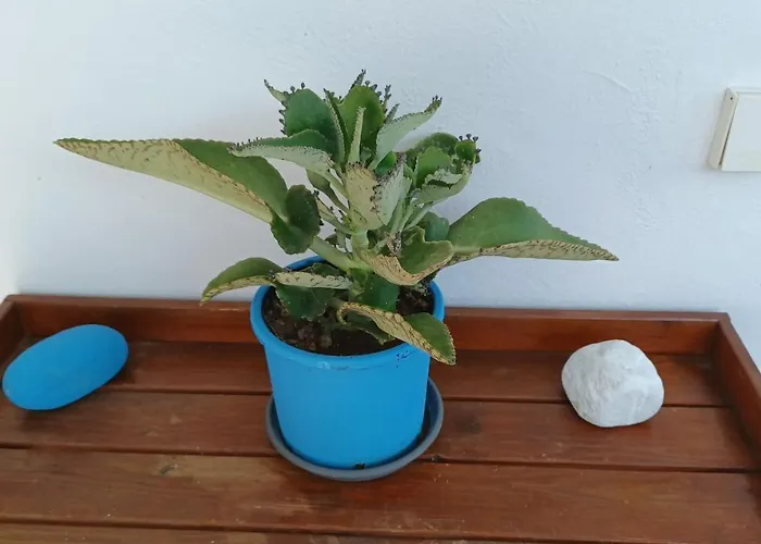 דירה Island House In - Marathias Elíka